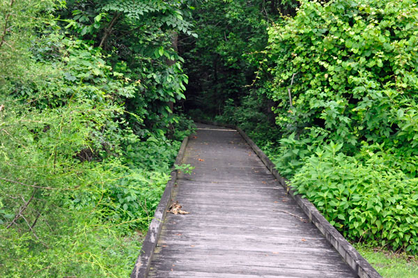 boardwalk at Dismal Swamp